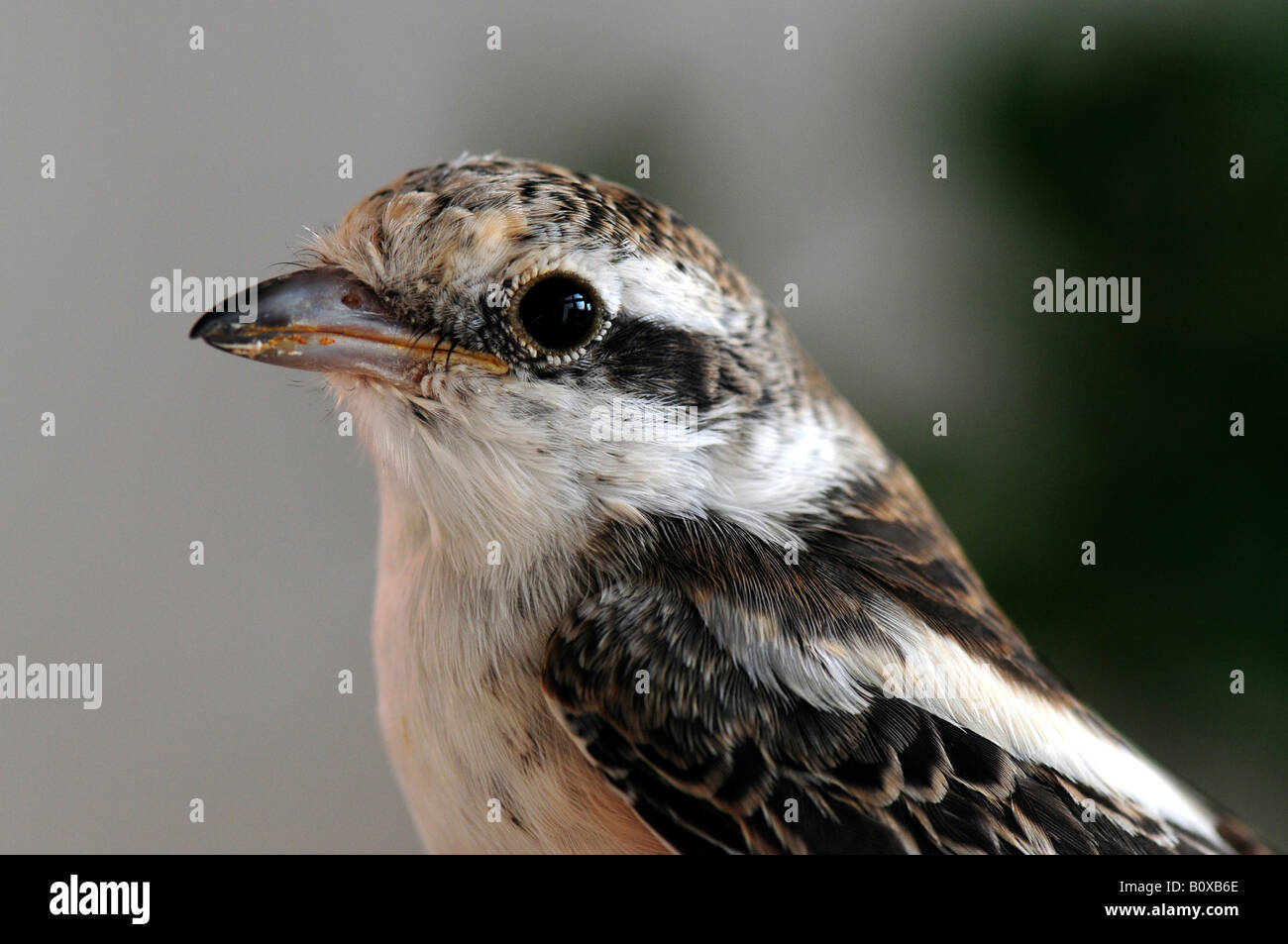 Masked Shrike (Lanius nubicus), portrait Banque D'Images