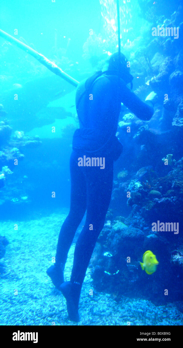 Nettoyage du bassin d'eau de mer plongeur Banque D'Images