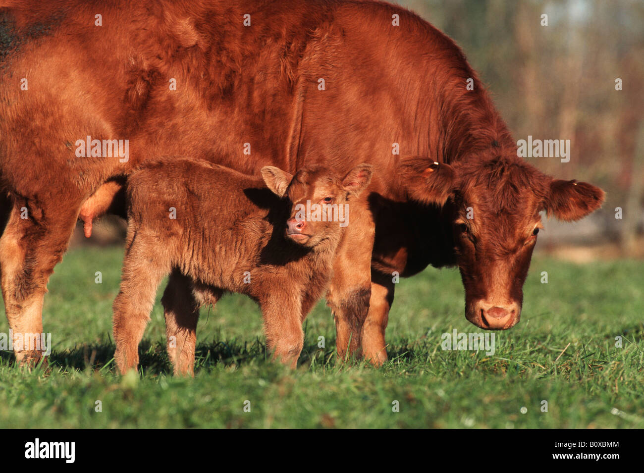 Bovins Angus allemand, les bovins domestiques (Bos primigenius f. taurus), vache et son veau Banque D'Images