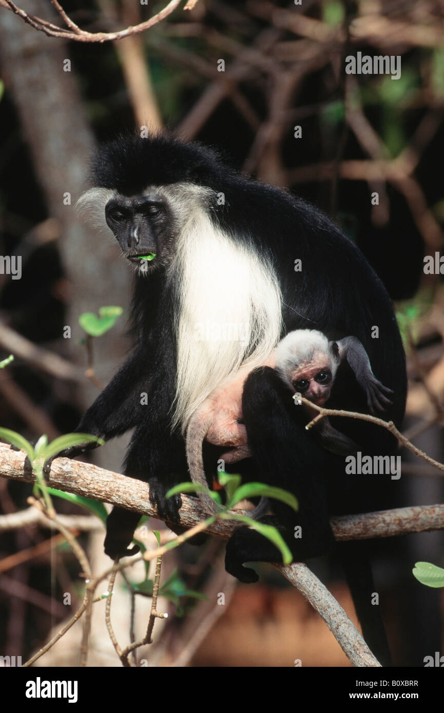 King ouest, colobus colobus pied, western noir et blanc (colobus polykomos angolensis) Colobe, mère avec pup Banque D'Images