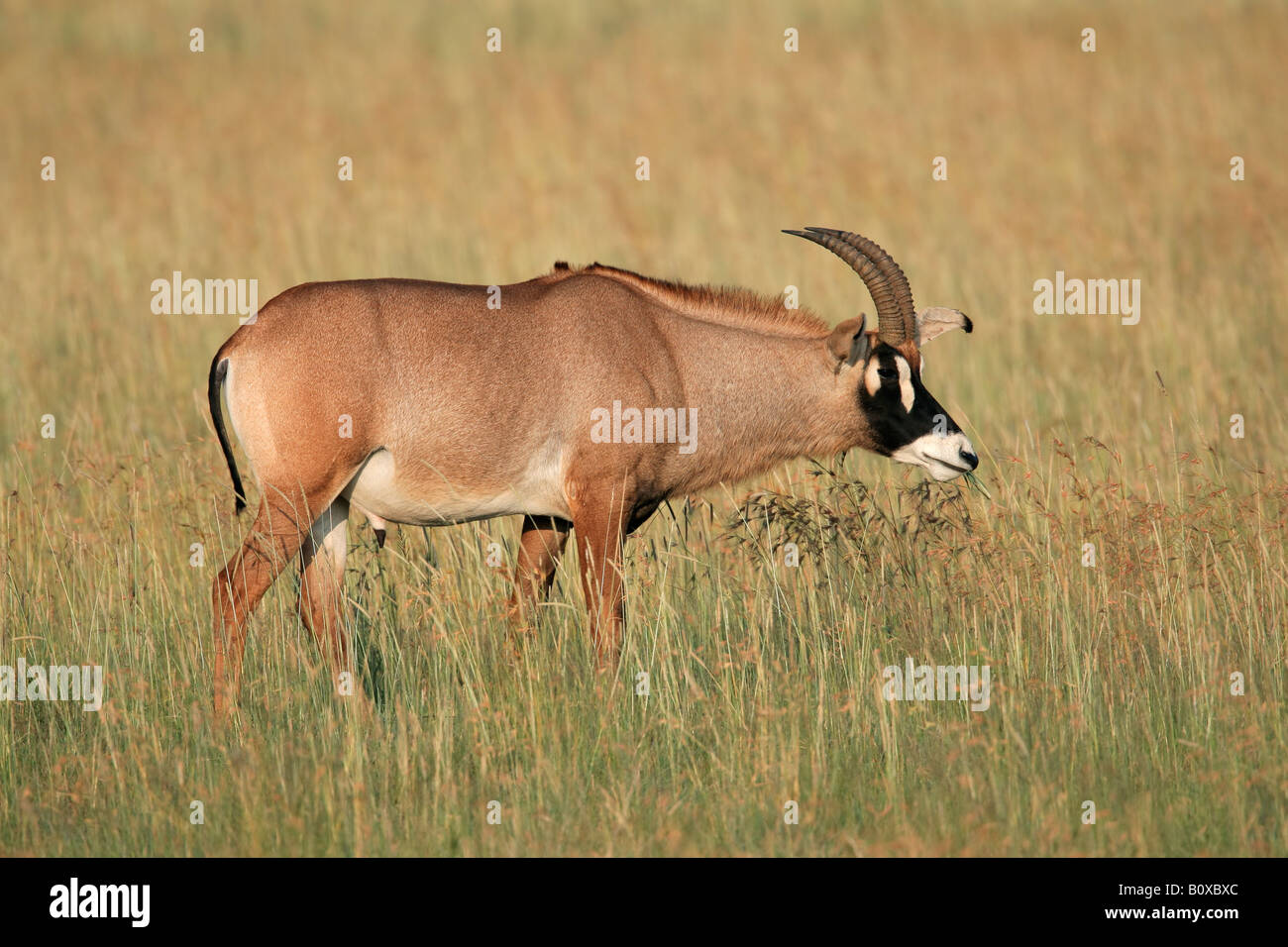 Une antilope rouanne rare (Hippotragus equinus), Afrique du Sud Banque D'Images