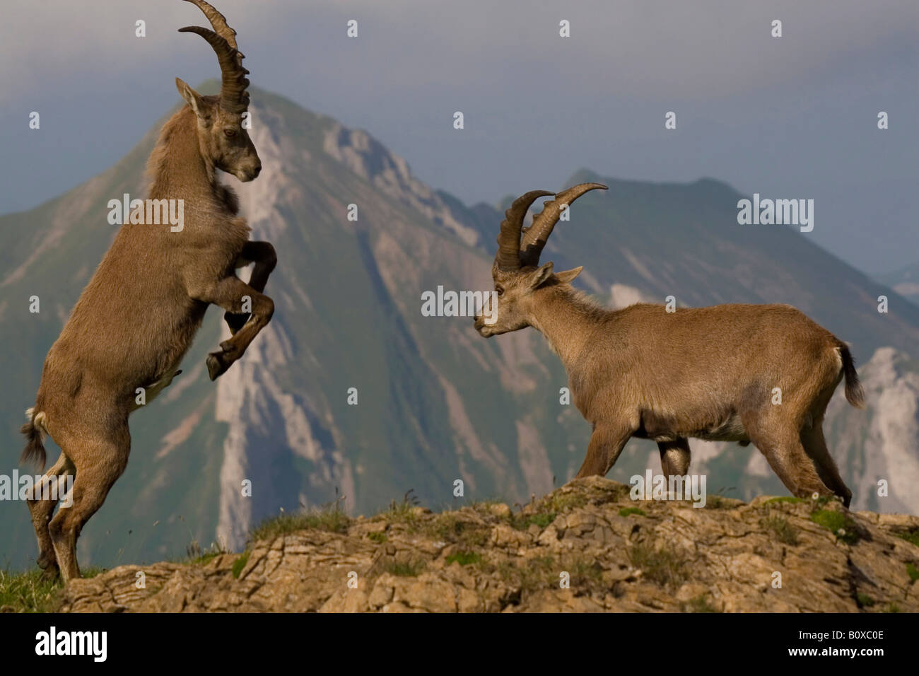 Bouquetin des Alpes (Capra ibex), deux dollars au cours de la lutte, de la Suisse, Appenzell Banque D'Images