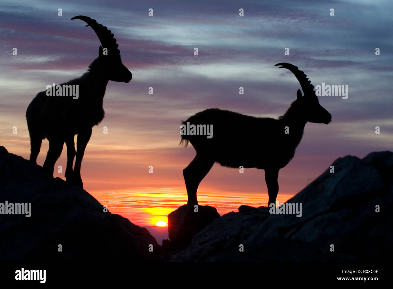 Bouquetin des Alpes (Capra ibex), deux dollars au coucher du soleil, Suisse, Appenzell Banque D'Images