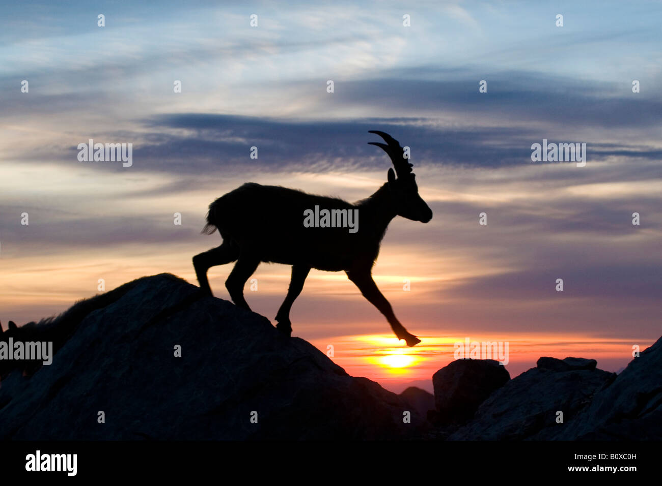 Bouquetin des Alpes (Capra ibex), buck au coucher du soleil, Suisse, Appenzell Banque D'Images