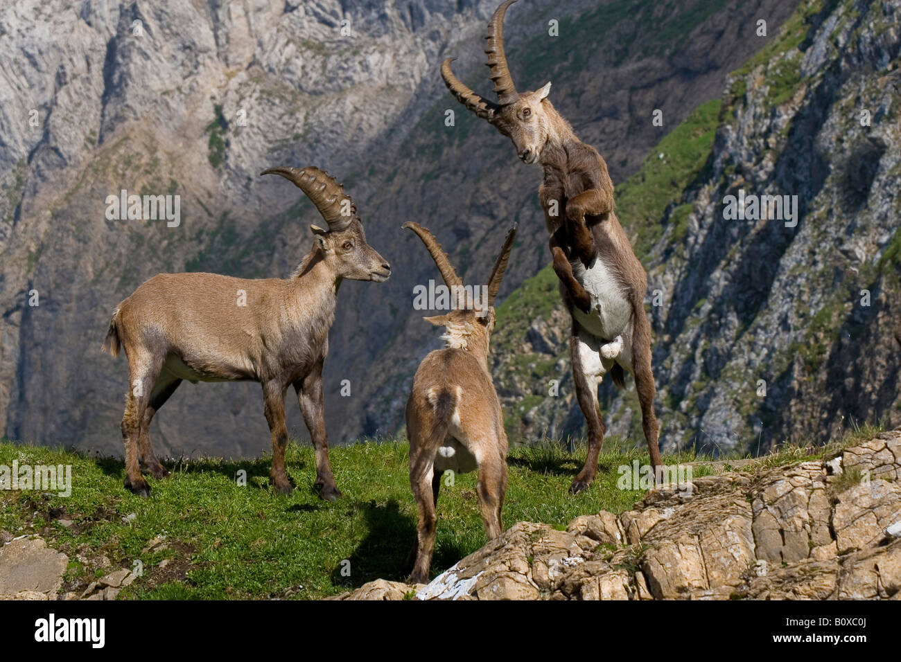 Bouquetin des Alpes (Capra ibex), les combats d'argent, en Suisse, Appenzell Banque D'Images
