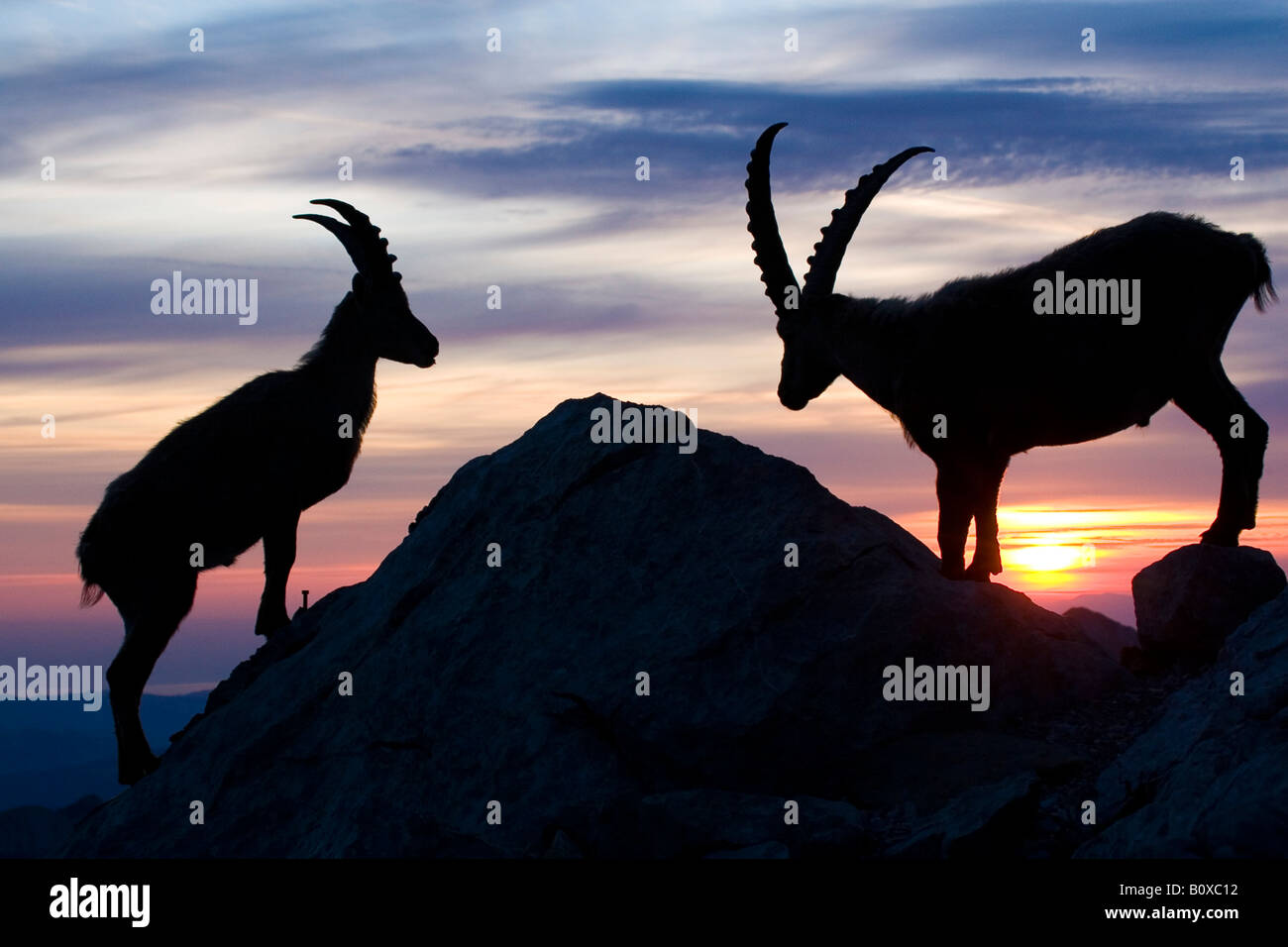 Bouquetin des Alpes (Capra ibex), silhouettes contre le coucher du soleil, Suisse, Appenzell Banque D'Images