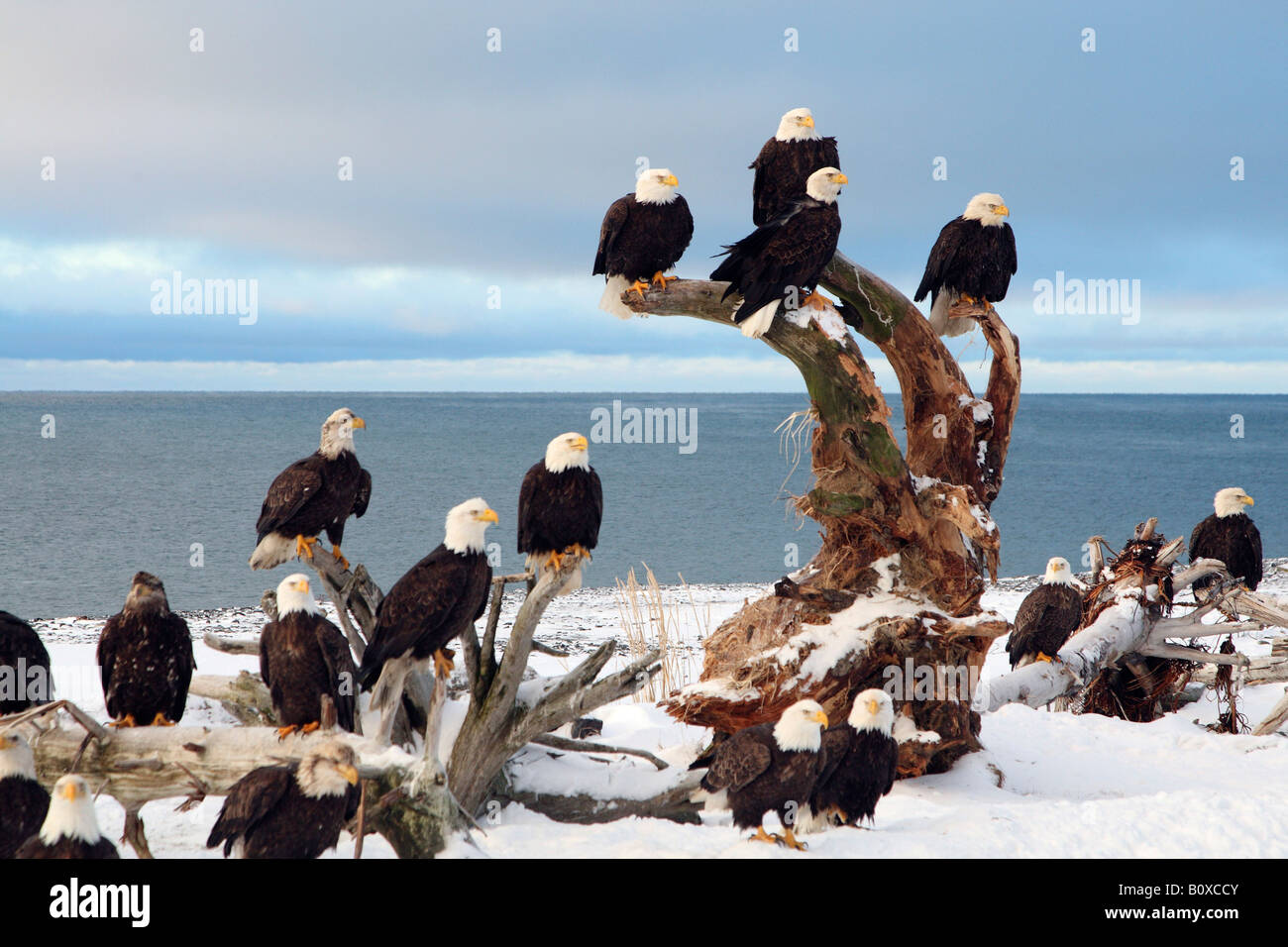 American Bald Eagle (Haliaeetus leucocephalus), groupe en hiver, USA, Alaska Banque D'Images