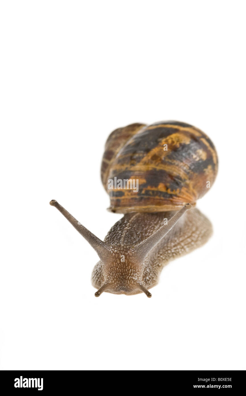 Un jardin commun (escargots Helix aspersa) contre un fond blanc, pur. Banque D'Images