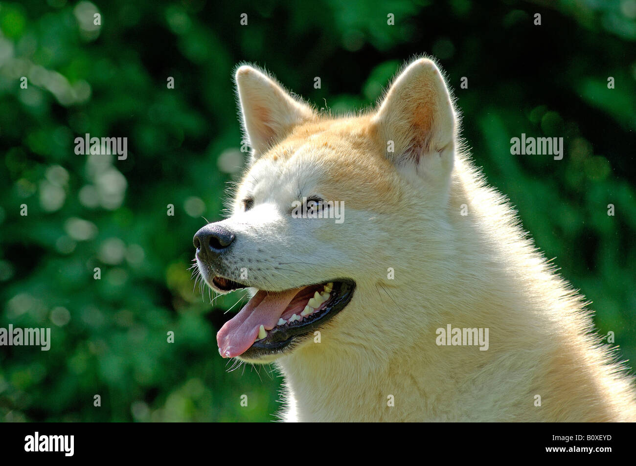 Akita Inu (Canis lupus familiaris), portrait Banque D'Images
