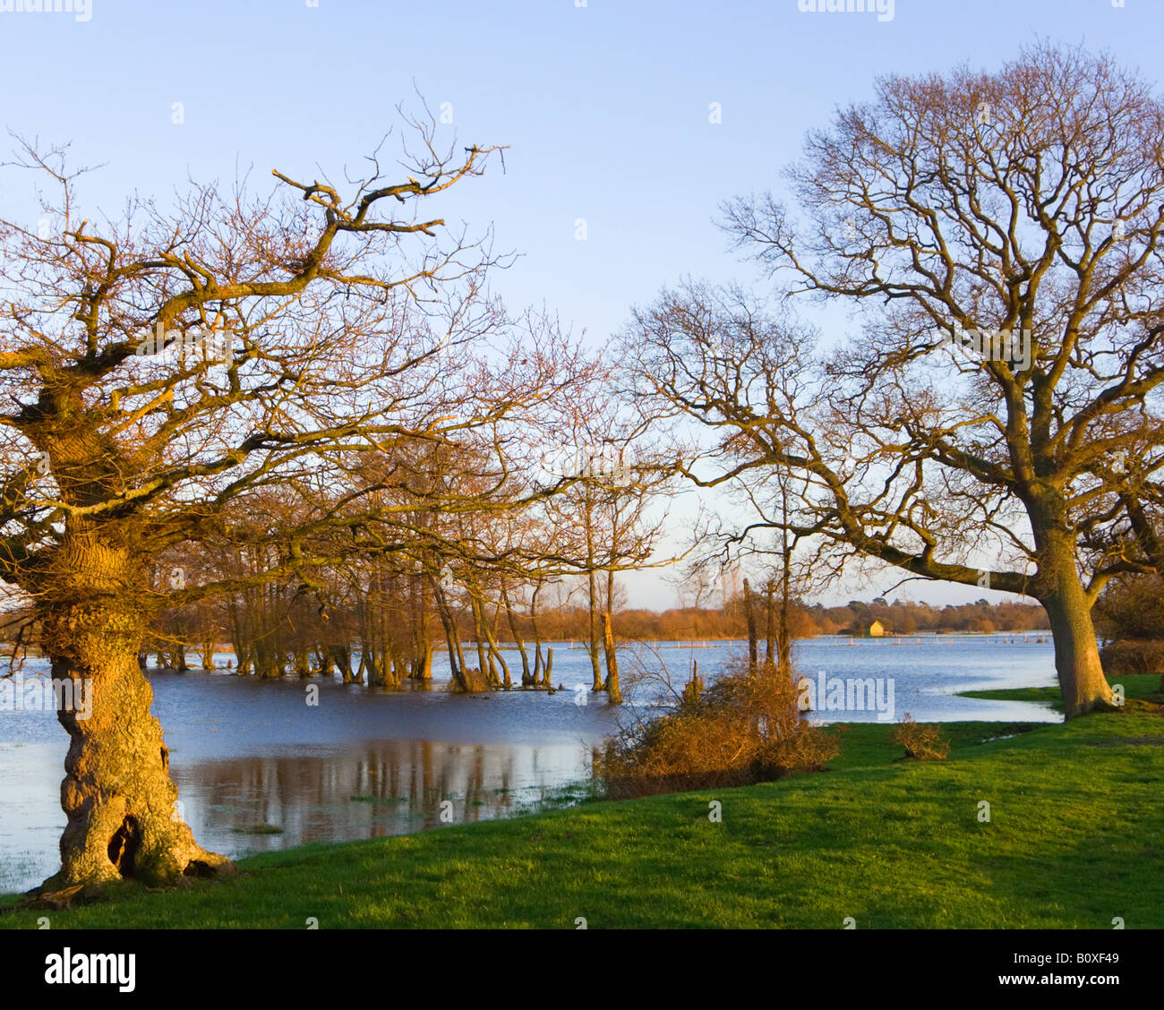 L'inondation des terres agricoles à partir de la rivière Avon. Frontières du Dorset et du Hampshire, Royaume-Uni. Soleil du soir. Banque D'Images