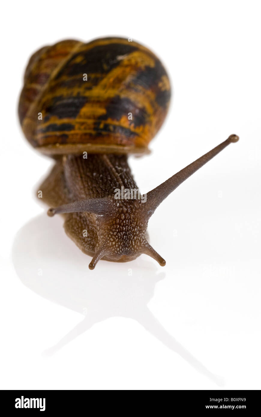 Macro Vertical Vue de face d'un jardin commun [escargot Helix aspersa] avec la réflexion sur un fond blanc, pur Banque D'Images
