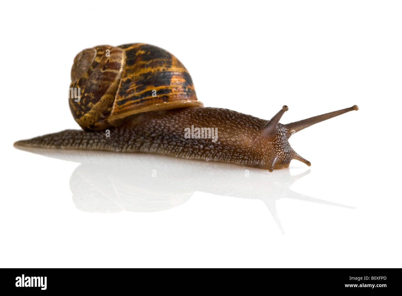 Macro horizontale vue latérale d'un jardin commun Escargot Helix aspersa [Réflexion] avec un fond blanc, pur. Banque D'Images