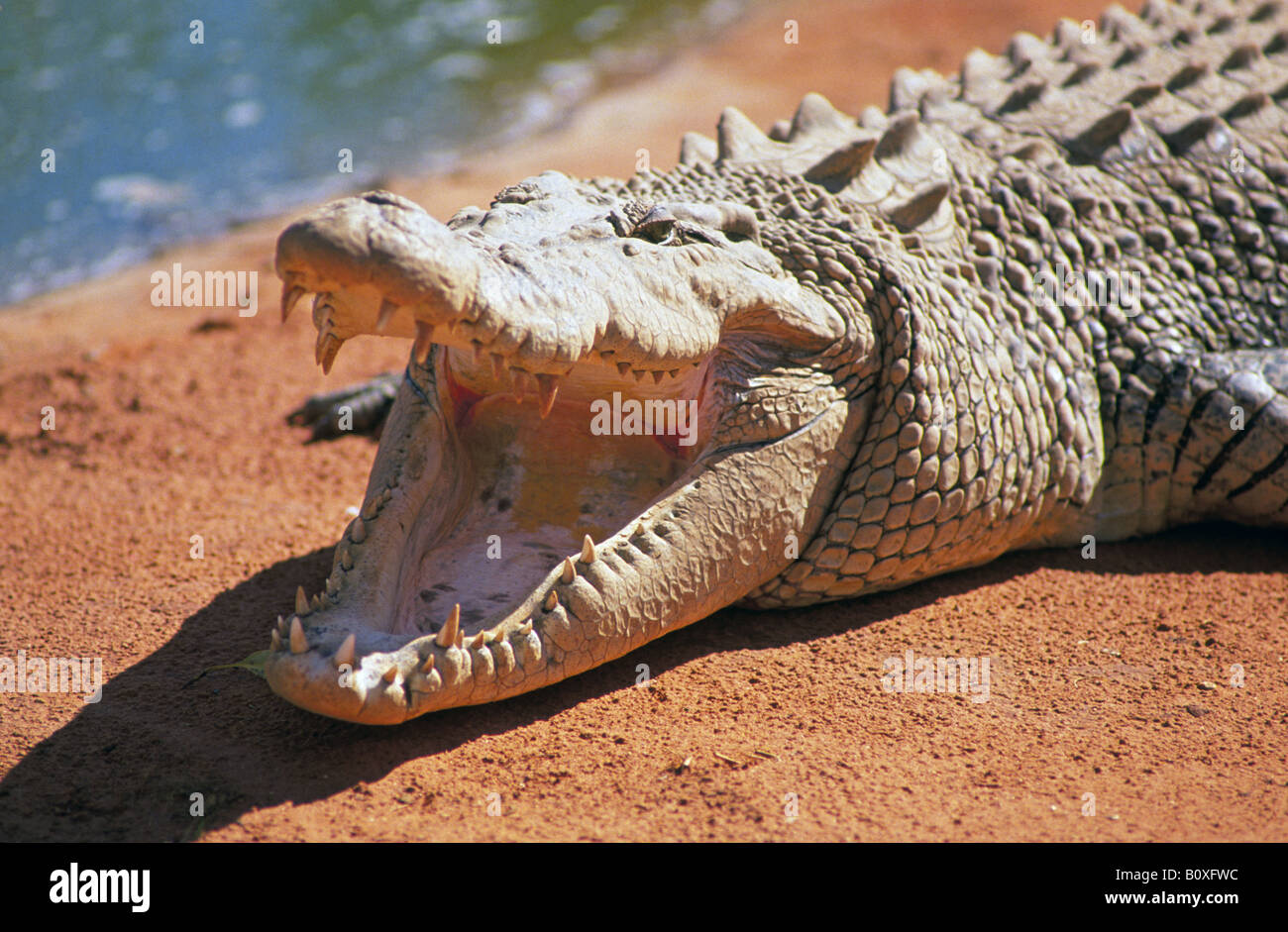 Un géant 25 pieds de long crocodile d'eau salée soleil lui-même sur une terre rouge en Australie de l'ouest banque Banque D'Images