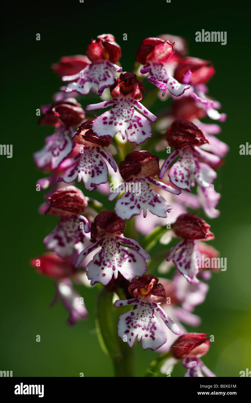 'Orchidée' [Orchis purpurea], 'close up' Fleur macro pétale montrant le détail, England, UK Banque D'Images