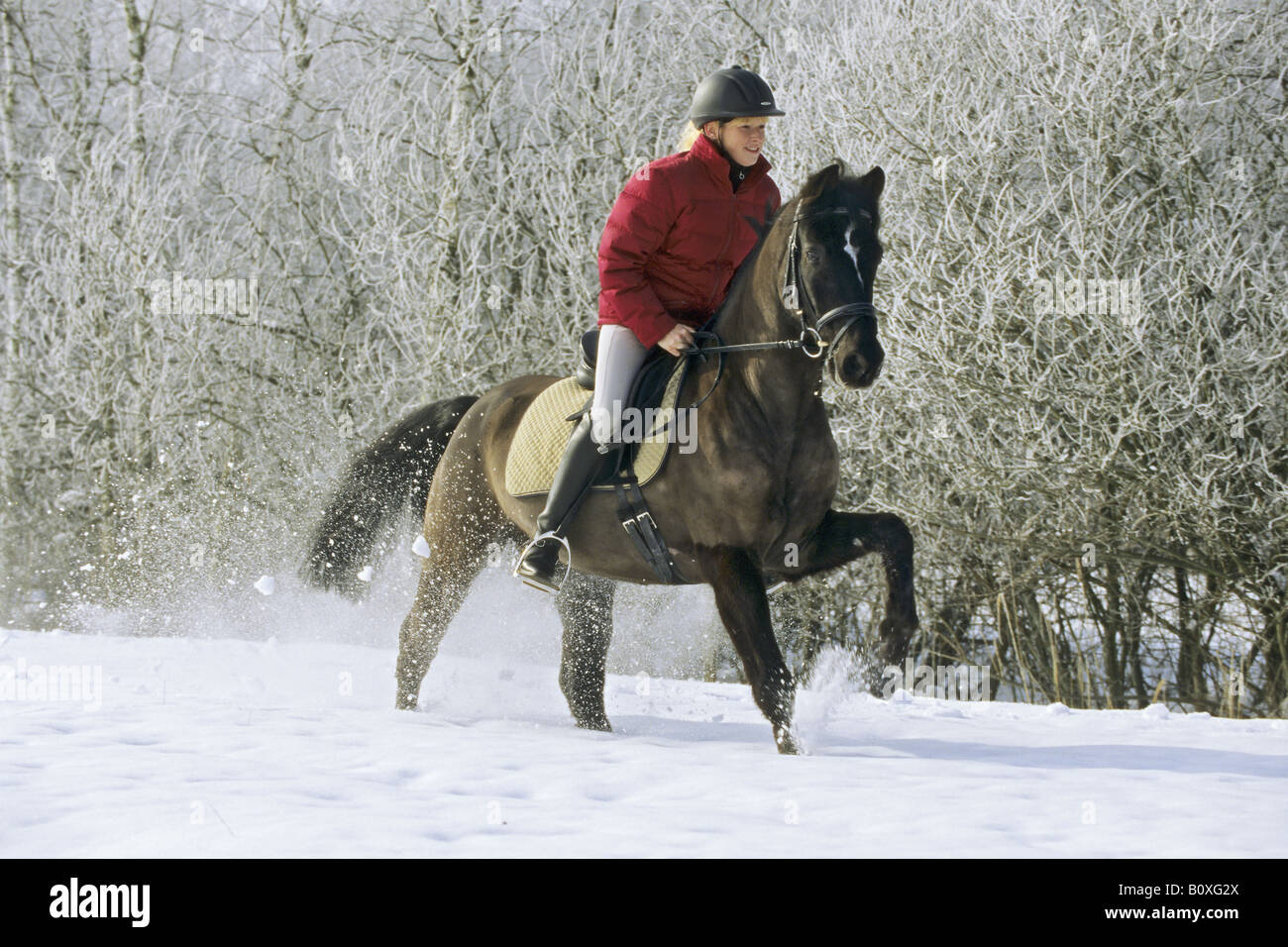 Jeune sur le dos de poney équitation allemande - dans la neige au galop Banque D'Images