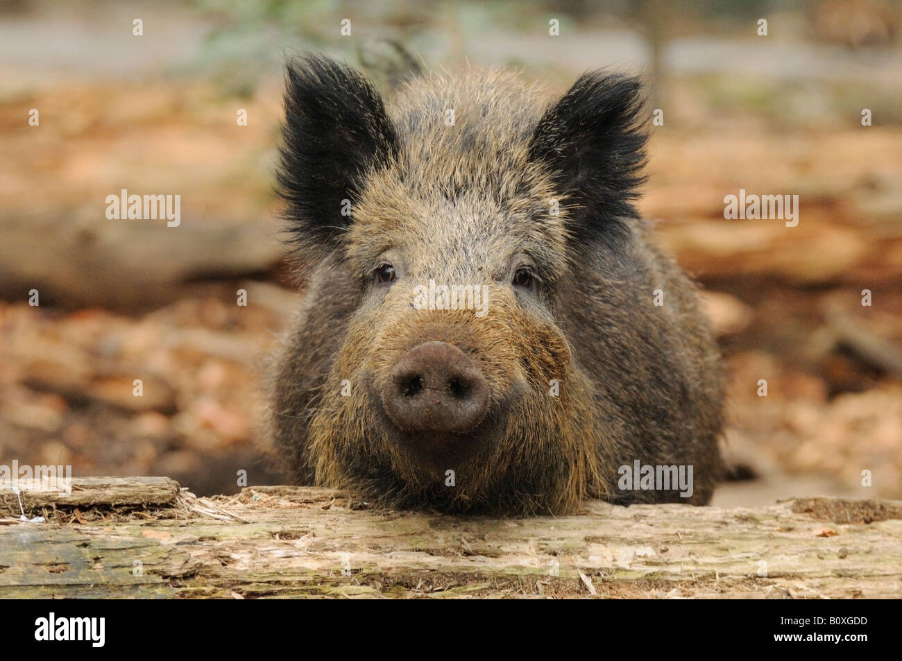 / Sanglier Sus scrofa Banque D'Images