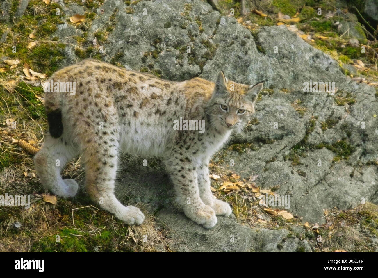 Les jeunes - lynx Lynx lynx / permanent Banque D'Images