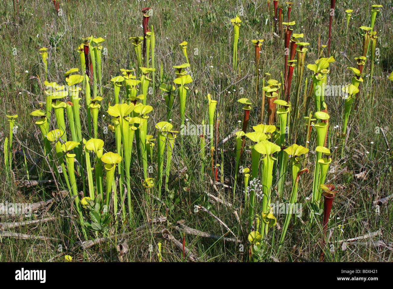 Plante carnivore ou trompette jaune de la sarracénie Sarracenia flava & S.flava var rubricorpora, Floride USA Banque D'Images