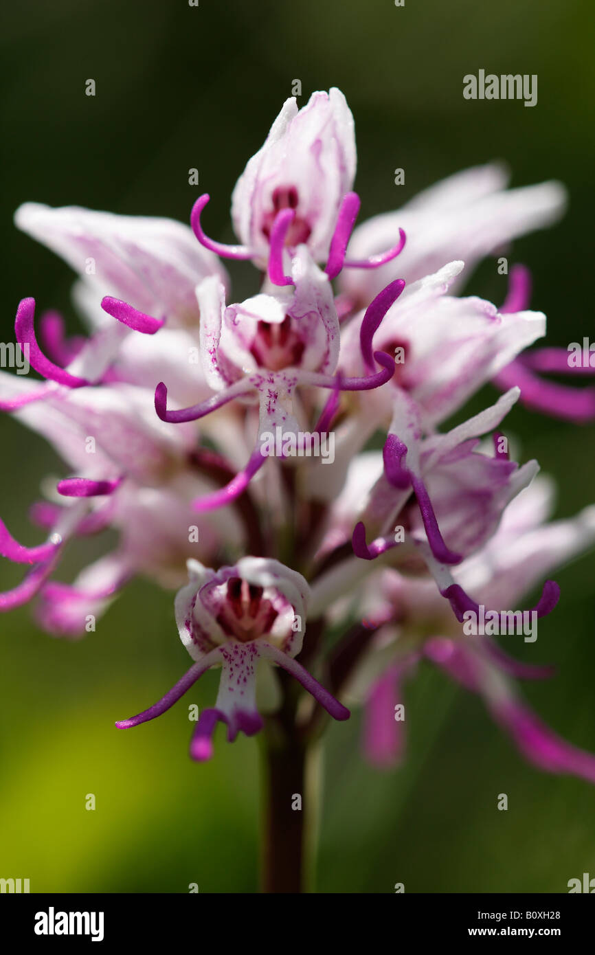 'Monkey' [orchidée Orchis simia] wild flower, 'close up' détail de l'usine, England, UK Banque D'Images