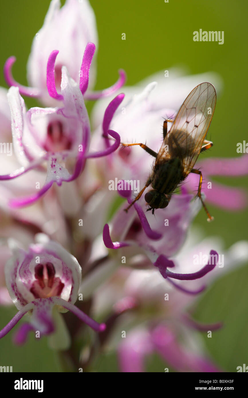 'Monkey' [orchidée Orchis simia], 'close up' Fleur macro montrant voler insecte sur les pétales, England, UK Banque D'Images