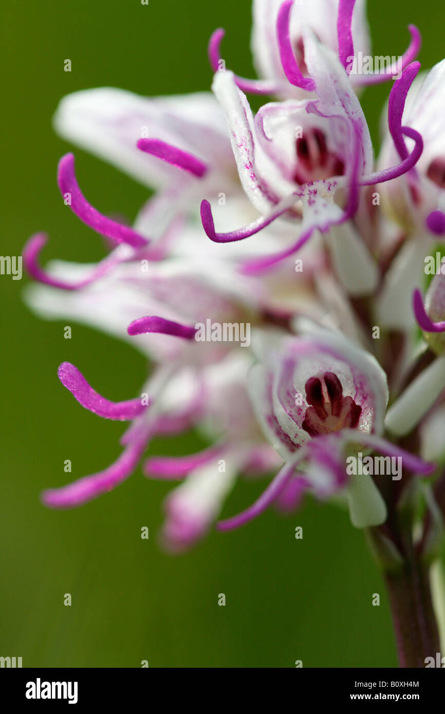 'Monkey' [orchidée Orchis simia], 'close up' Fleur macro pétale montrant le détail, England, UK Banque D'Images