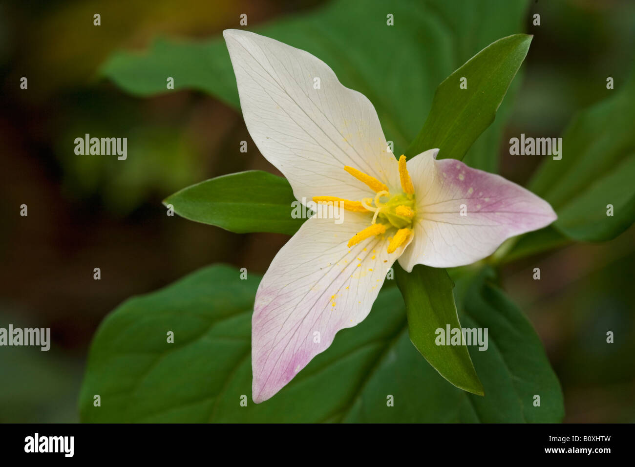 Service de l'Ouest Robin ou Western White Trillium ovatum des Cascades en Oregon United States Banque D'Images