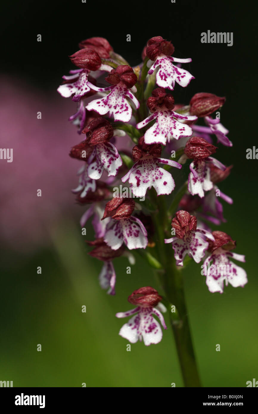 'Orchidée' [Orchis purpurea], de plus en plus dans le champ de fleurs sauvages, 'close up' détail de l'usine, England, UK Banque D'Images