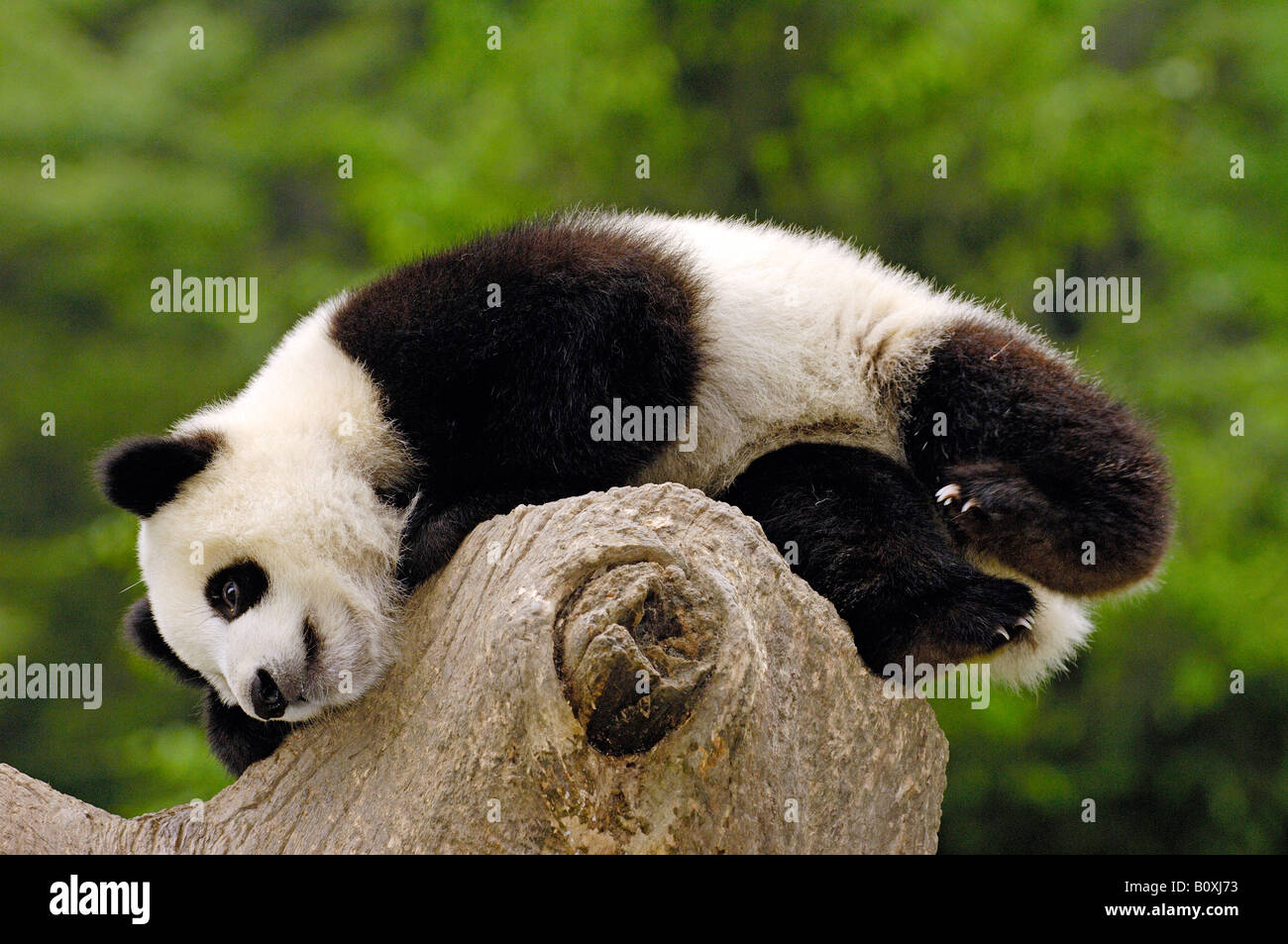 Panda géant (Ailuropoda melanoleuca). Jeune individu couché sur une souche d'arbre avec la forêt en arrière-plan Banque D'Images