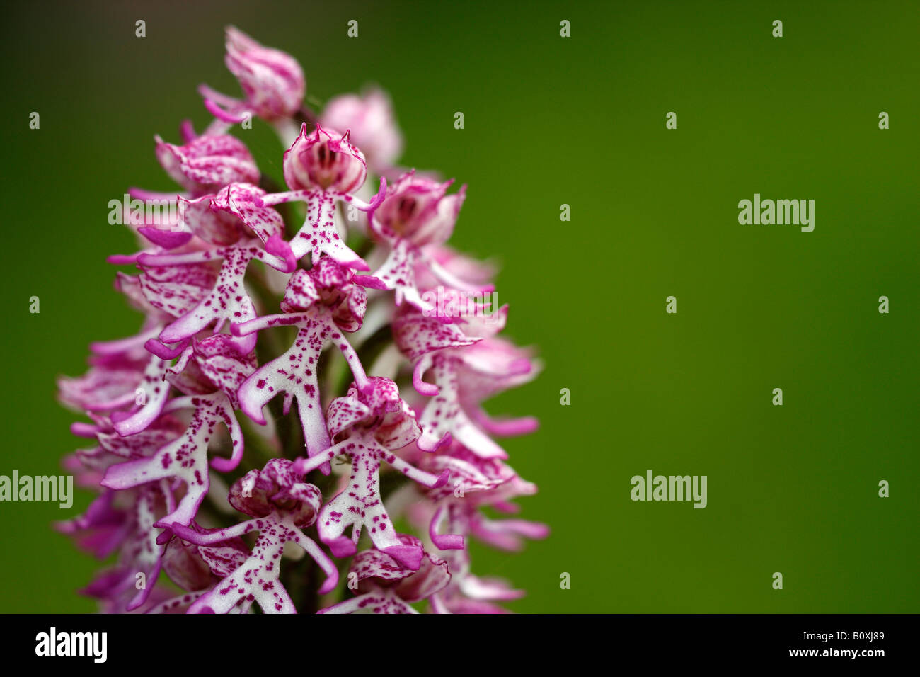 Lady x orchidée singe rare [hybrides Orchis purpurea x simia], 'close up' Fleur plante macro montrant le détail, England, UK Banque D'Images