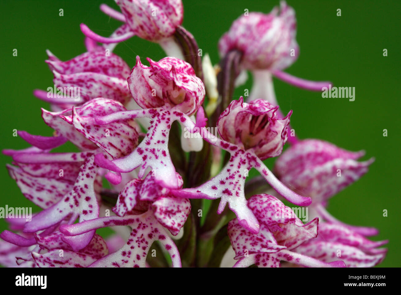 Lady x orchidée singe rare [hybrides Orchis purpurea x simia], 'close up' Fleur macro pétale montrant le détail, England, UK Banque D'Images