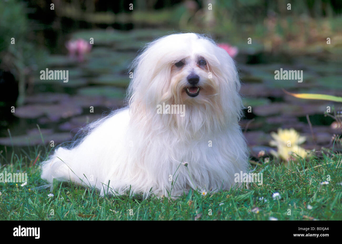 Coton de Tuléar (Canis lupus familiaris) sur l'herbe Banque D'Images