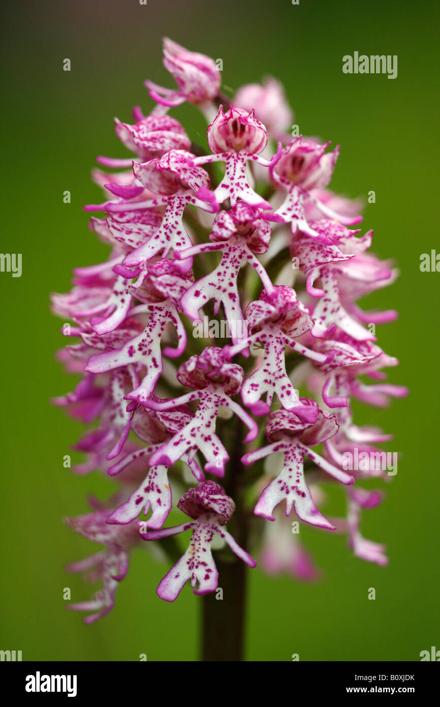 Lady x orchidée singe rare [hybrides Orchis purpurea x simia], 'close up' Fleur plante macro montrant le détail, England, UK Banque D'Images