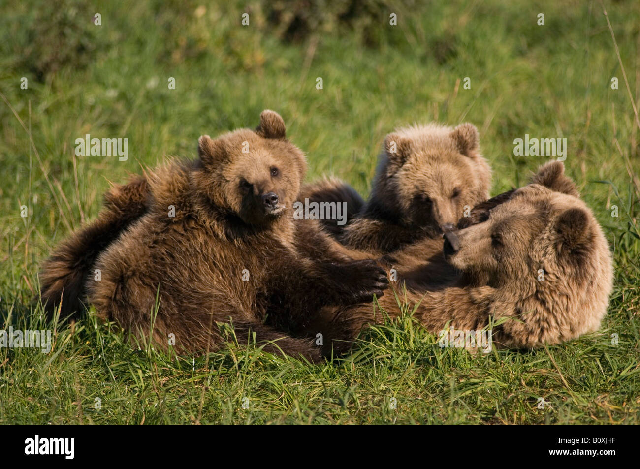 Avec des petits ours brun (Ursus arctos) Banque D'Images