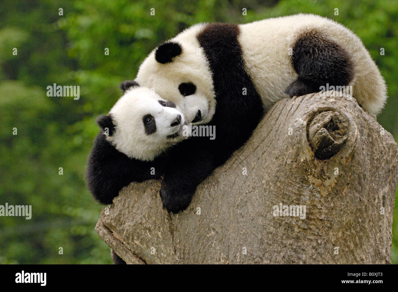 Panda géant (Ailuropoda melanoleuca). Deux jeunes individus de câliner ensemble sur une souche d'arbre Banque D'Images