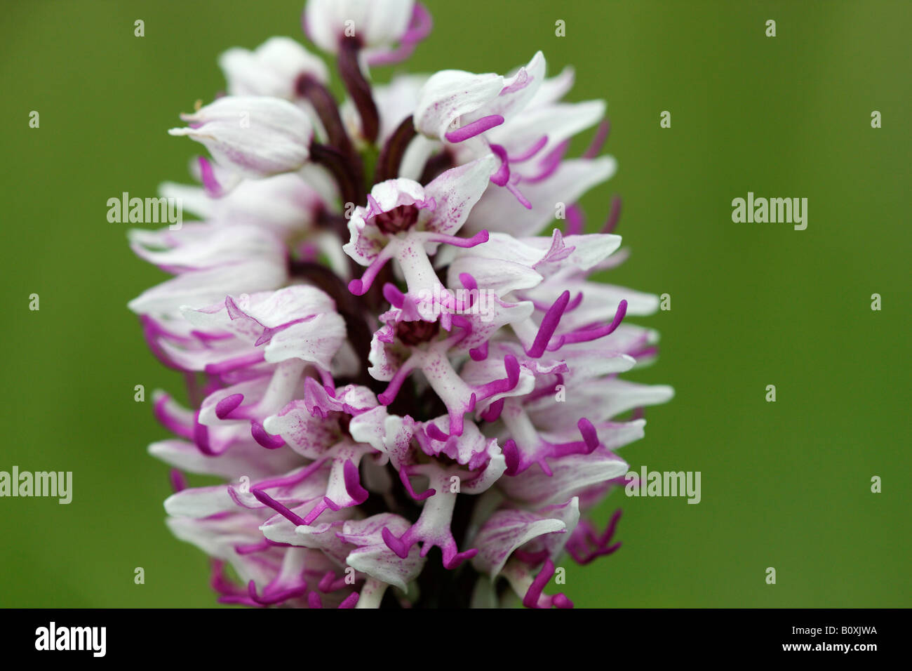 'Monkey' [orchidée Orchis simia], de plus en plus dans le champ de fleurs sauvages, 'close up' détail pétales contre le "fond vert", England, UK Banque D'Images