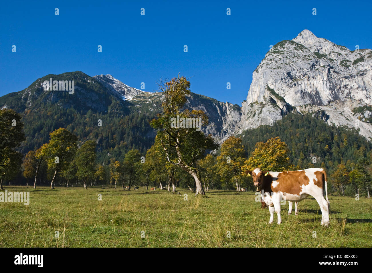 Autriche, Tyrol, Karwendel, Cows on meadow Banque D'Images