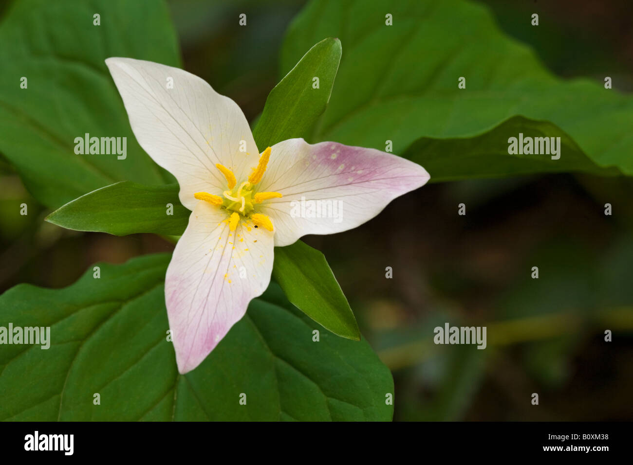 Service de l'Ouest Robin ou Western Trille blanc, Trillium ovatum, des Cascades en Oregon United States Banque D'Images