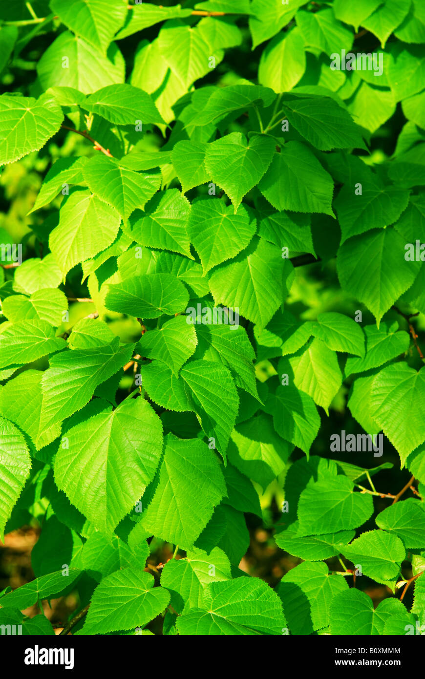 Contexte de toutes nouvelles feuilles vert printemps Banque D'Images