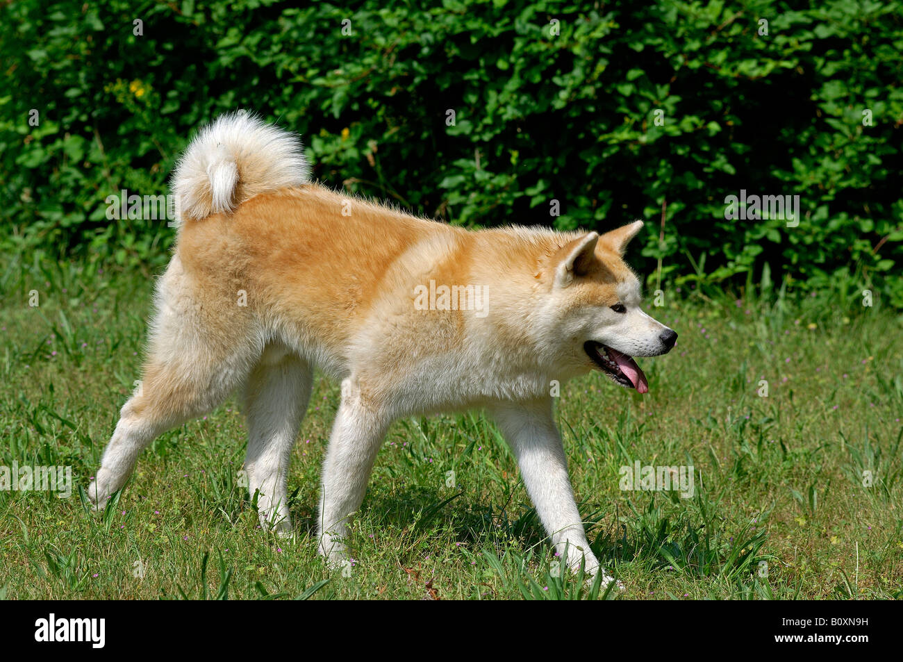 Akita Inu (Canis lupus familiaris) marcher sur l'herbe Banque D'Images