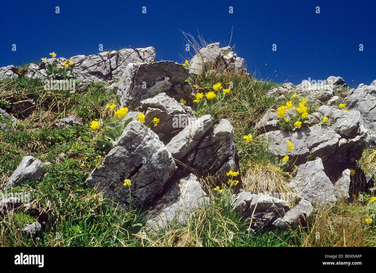 Kidneyvetch / Antyllis vulneraria commun.ssp alpestris Banque D'Images