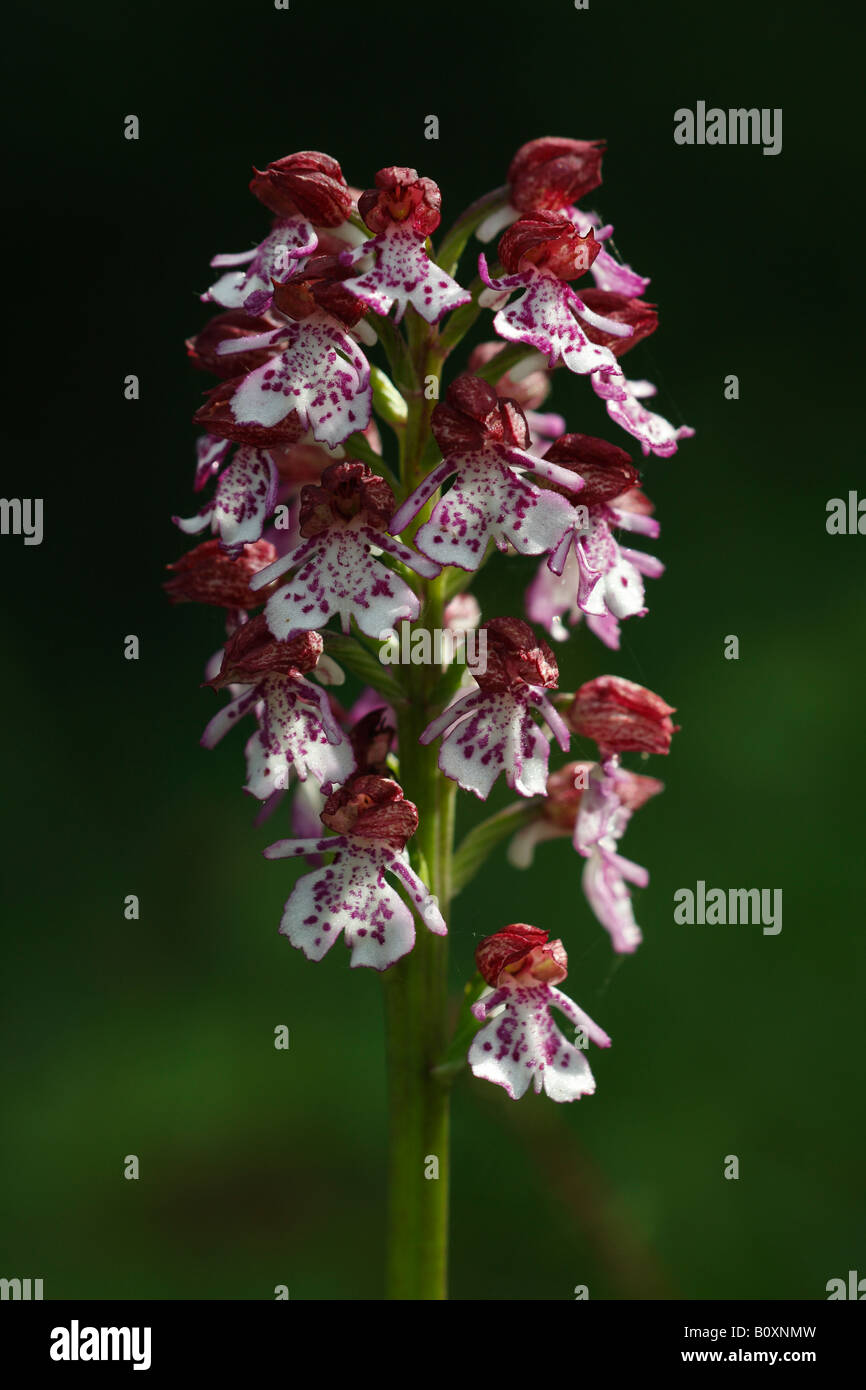 'Orchidée' [Orchis purpurea], de plus en plus dans le champ de fleurs sauvages, 'close up', England, UK Banque D'Images