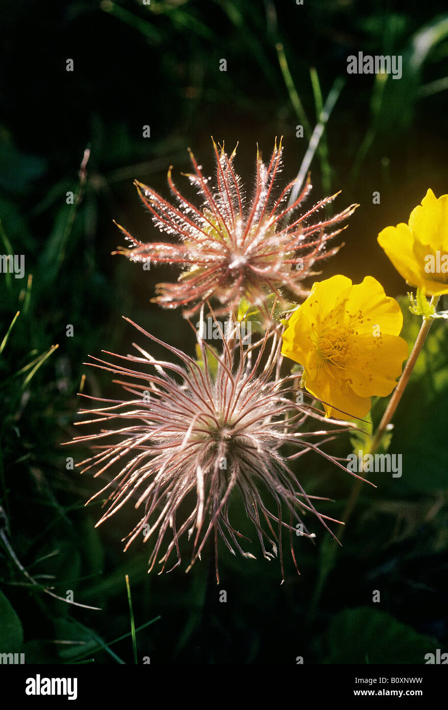 La Renoncule rampante globe daisy Banque D'Images