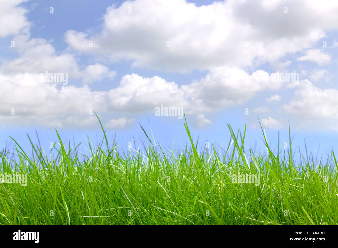 L'herbe verte fraîche sous un ciel nuageux bleu tourné au niveau du sol Banque D'Images