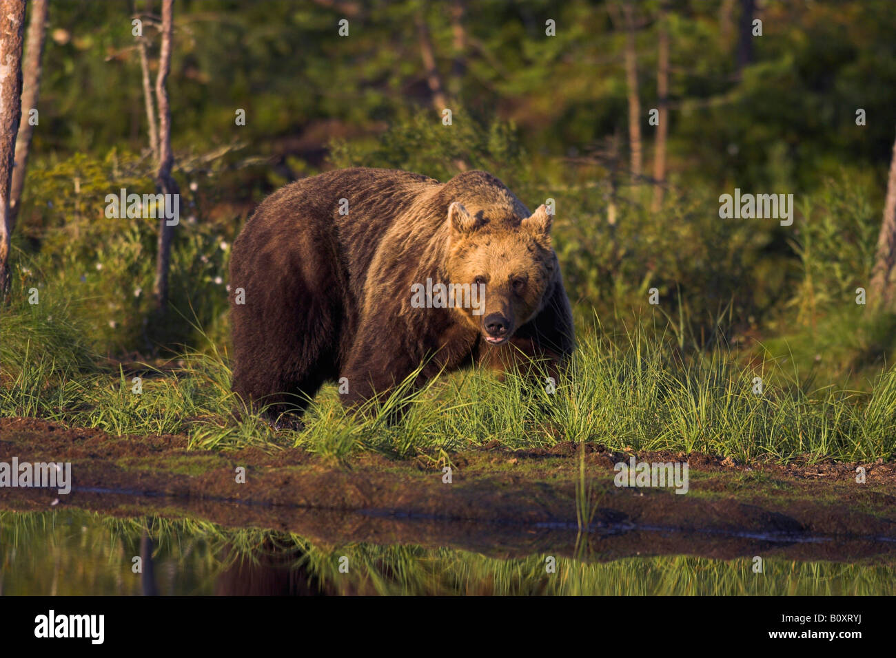 l-ours-brun-ursus-arctos-arctos-la-marche-en-avant-du-bord-de-la
