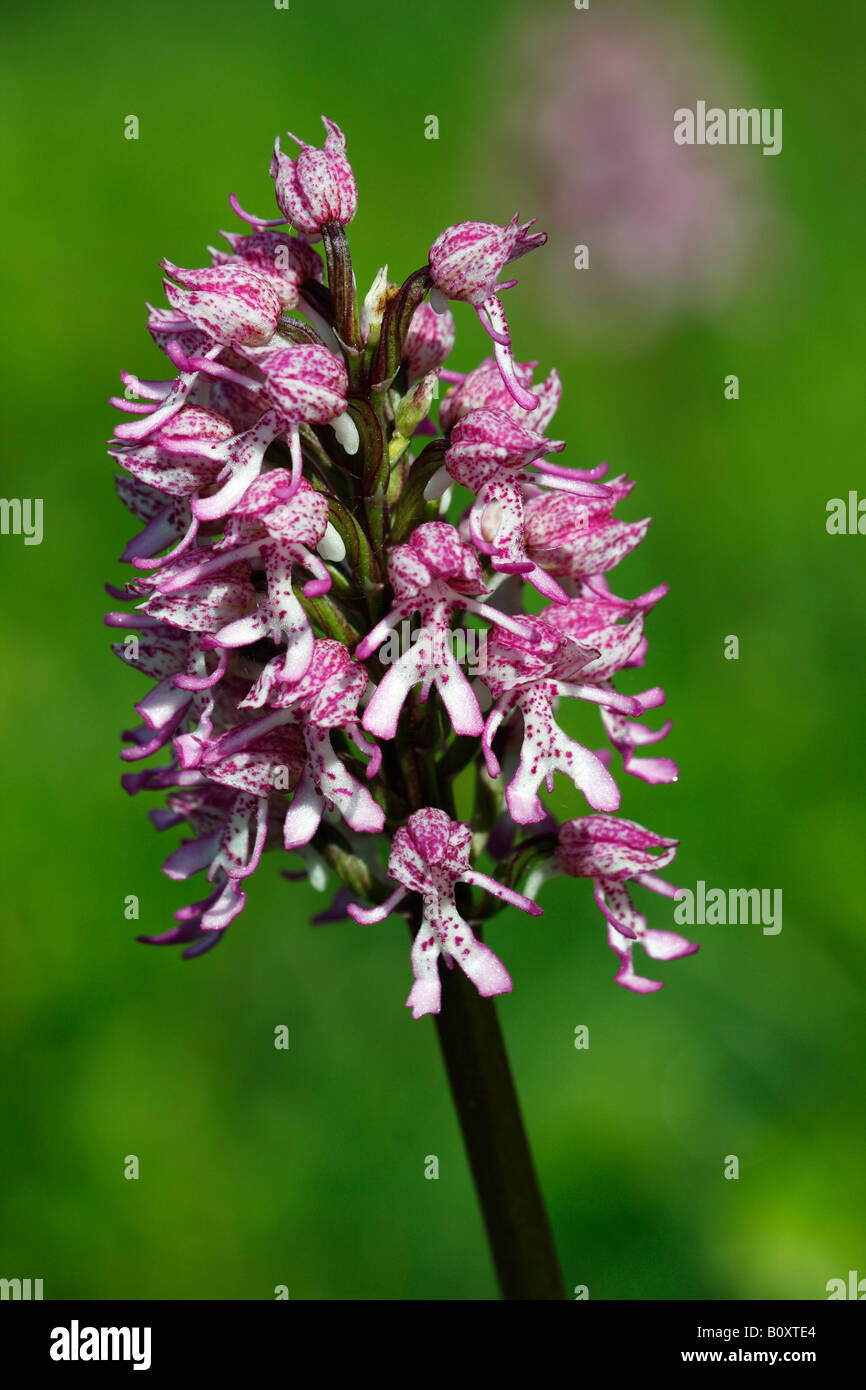 Lady x orchidée singe rare [hybrides Orchis purpurea x simia], 'close up' Fleur plante macro montrant le détail, England, UK Banque D'Images