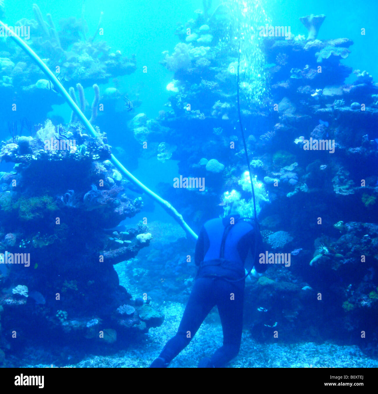 Nettoyage du bassin d'eau de mer plongeur Banque D'Images