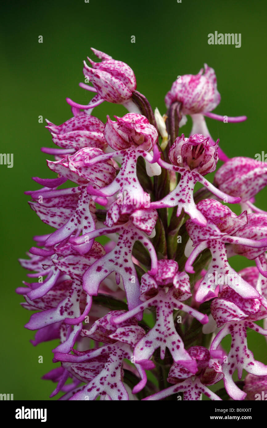 Lady x orchidée singe rare [hybrides Orchis purpurea x simia], 'close up' Fleur plante macro montrant le détail, England, UK Banque D'Images