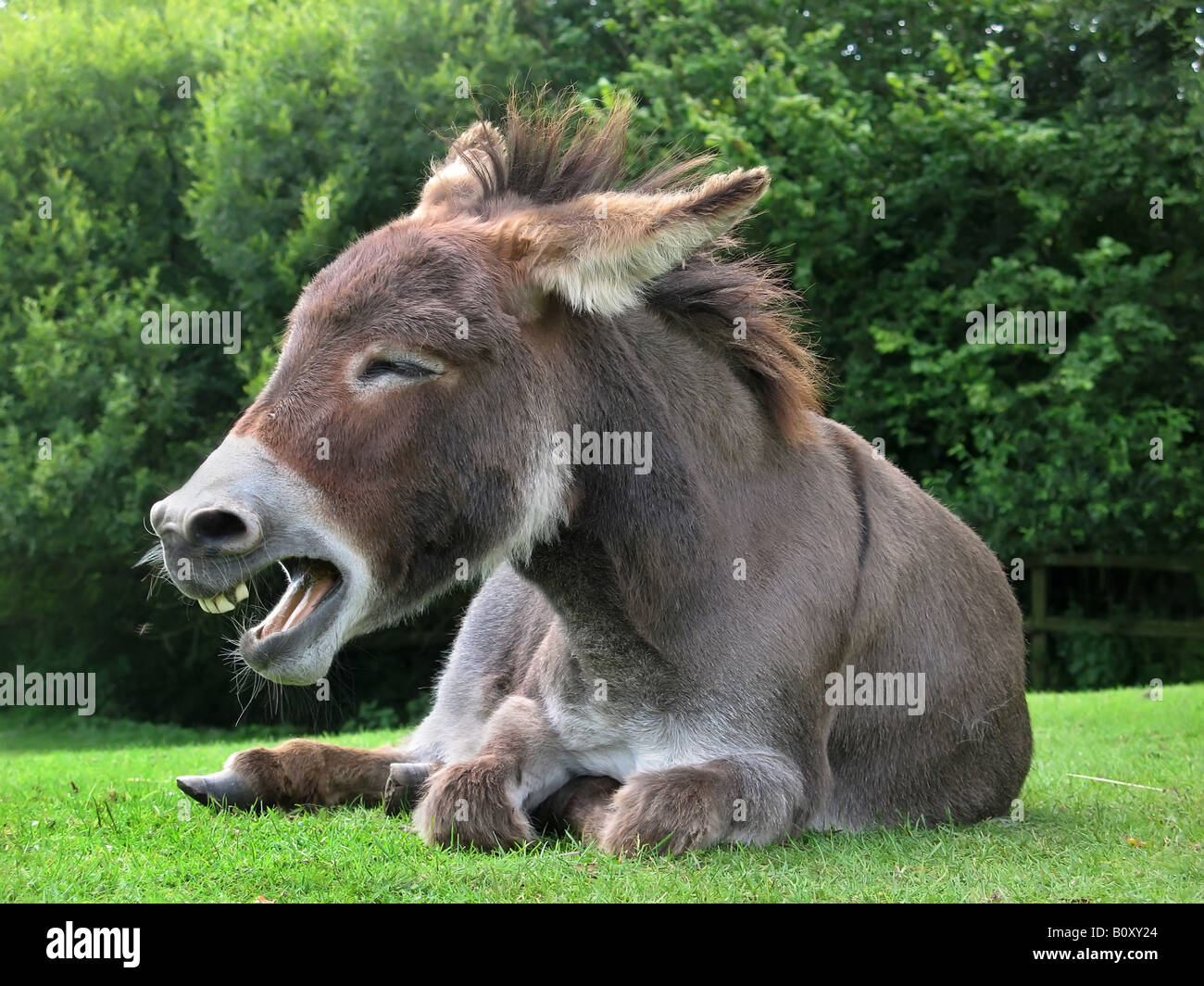 L'âne domestique (Equus asinus asinus. f), Laughing donkey on a meadow Banque D'Images
