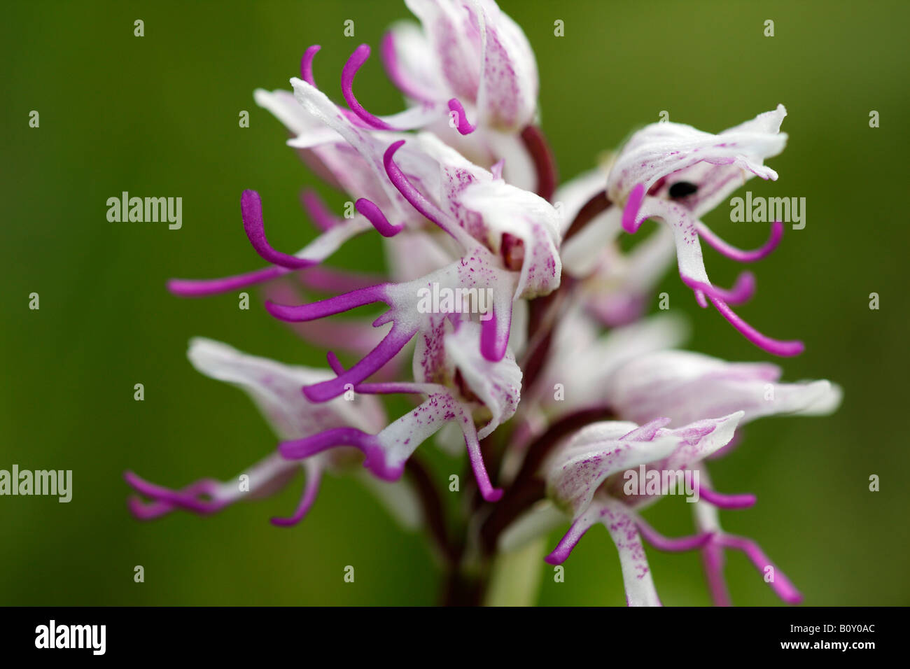 'Monkey' [orchidée Orchis simia], 'close up' Fleur macro pétale montrant le détail, England, UK Banque D'Images