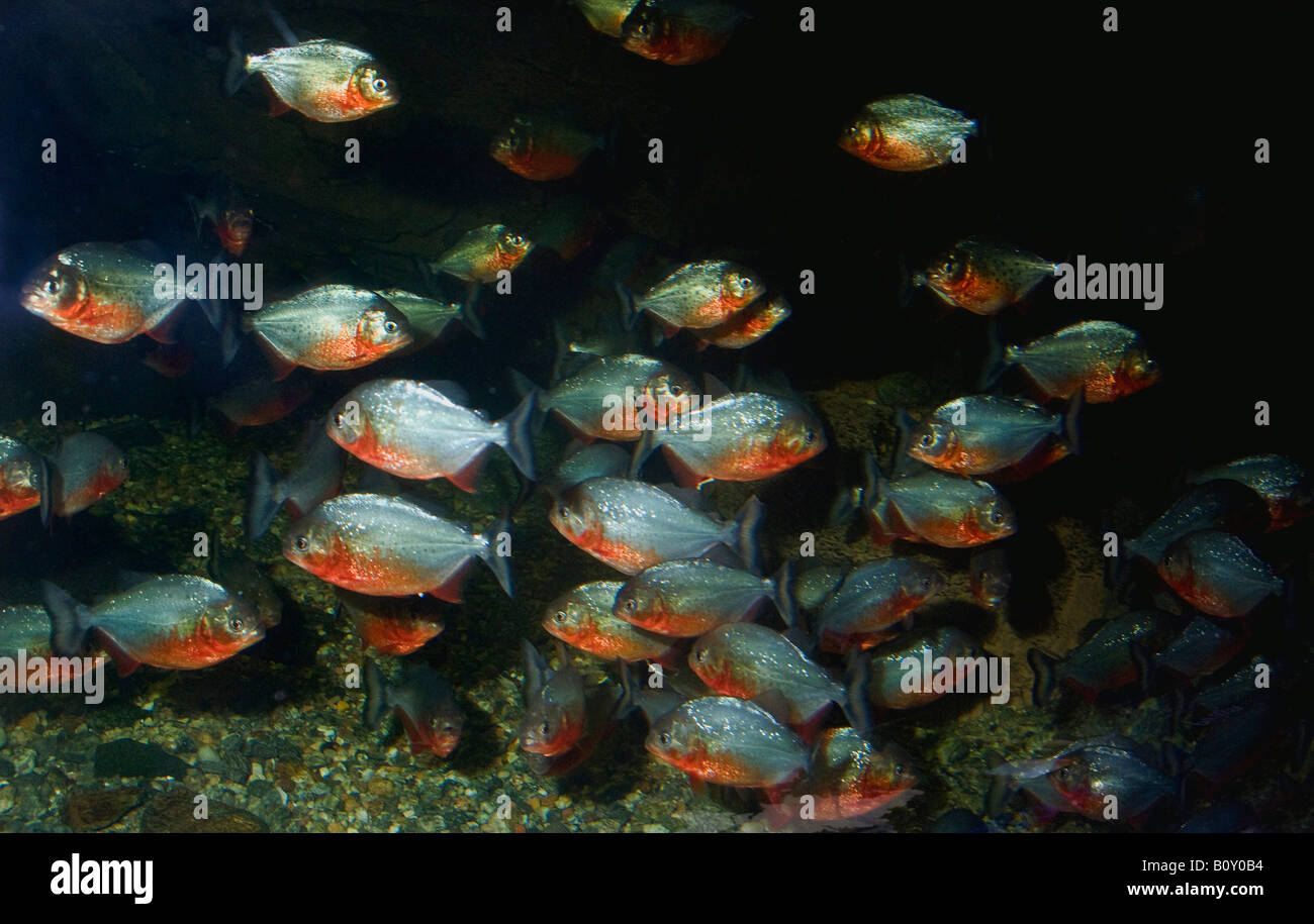 À TÊTE BOMBÉE, piranha piranha du Natterer, piranha rouge, Red-bellied piranha (Serrasalmus nattereri Pygocentrus nattereri, Roos, Banque D'Images